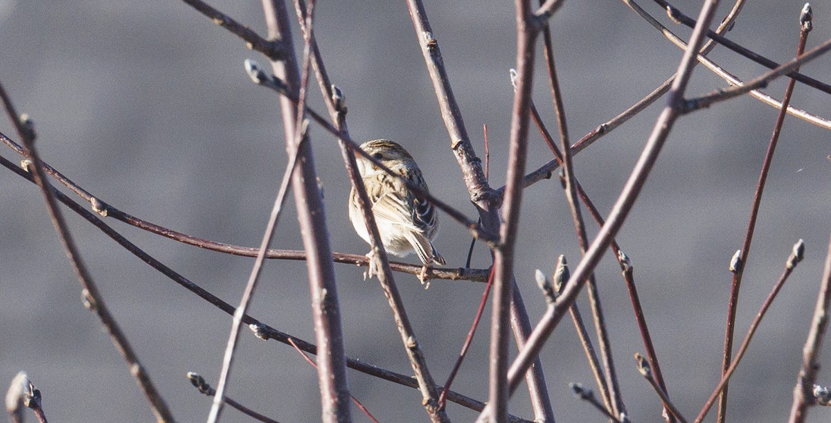Clay-colored Sparrow - ML645613677