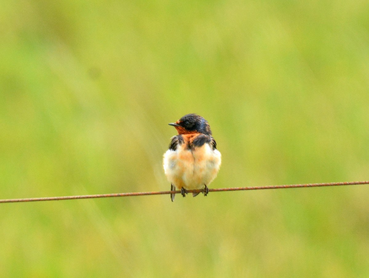 Ластівка сільська - ML645613678