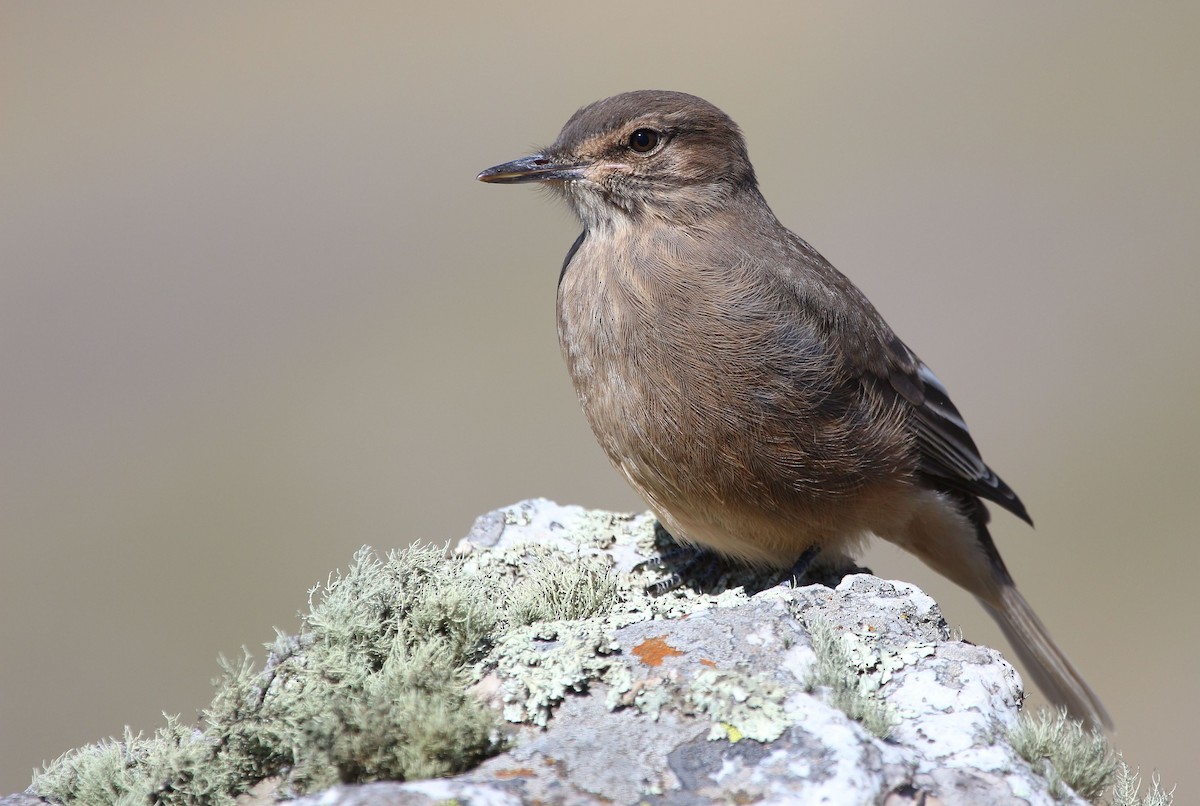 Горный гаучо - ML645613680