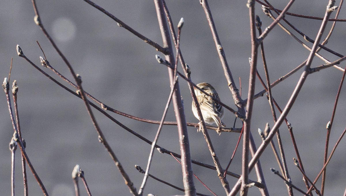 Clay-colored Sparrow - ML645613681