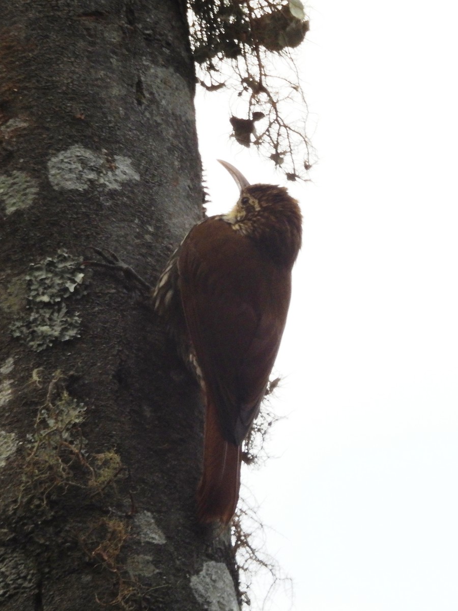 ウロコオニキバシリ - ML645613692