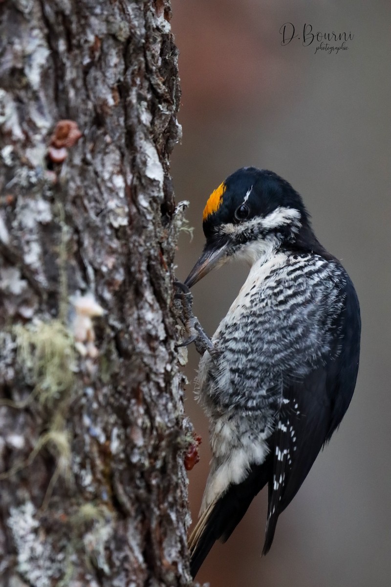 Black-backed Woodpecker - ML645613693