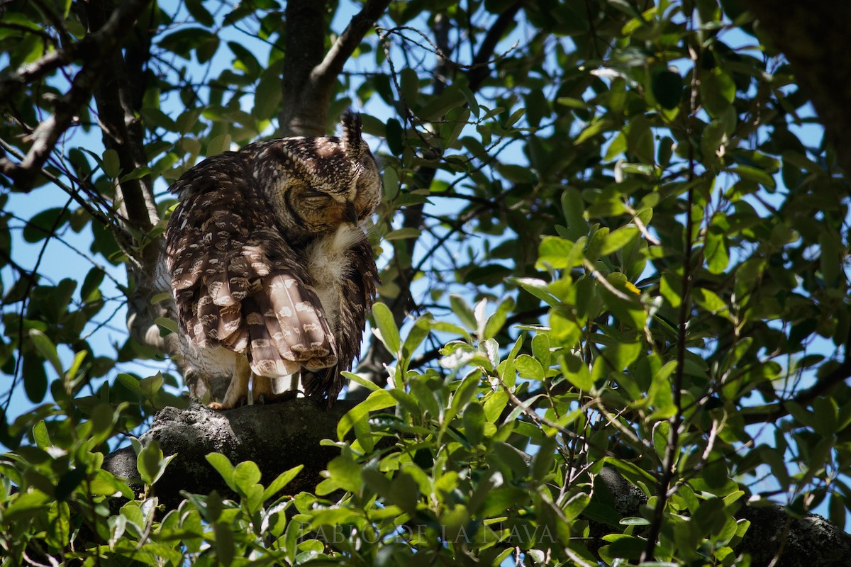 Spotted Eagle-Owl - ML645613694