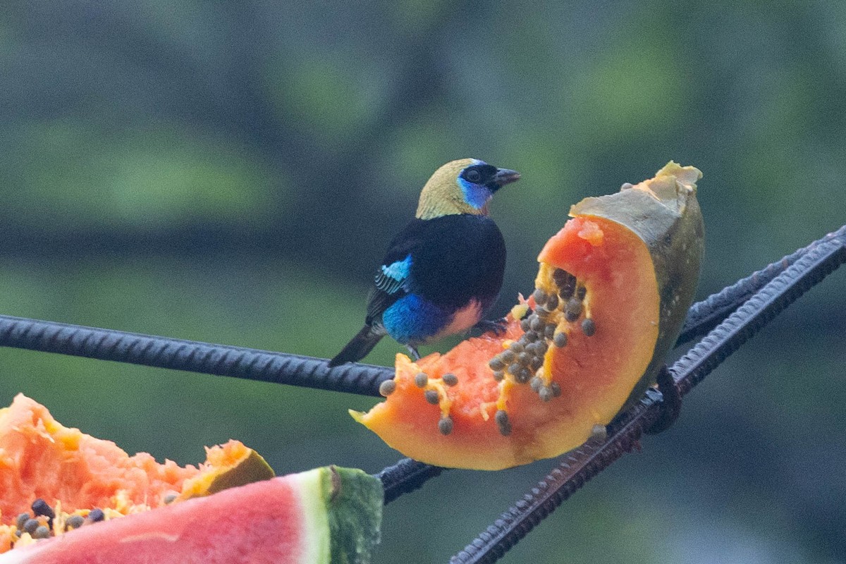Golden-hooded Tanager - ML645613699