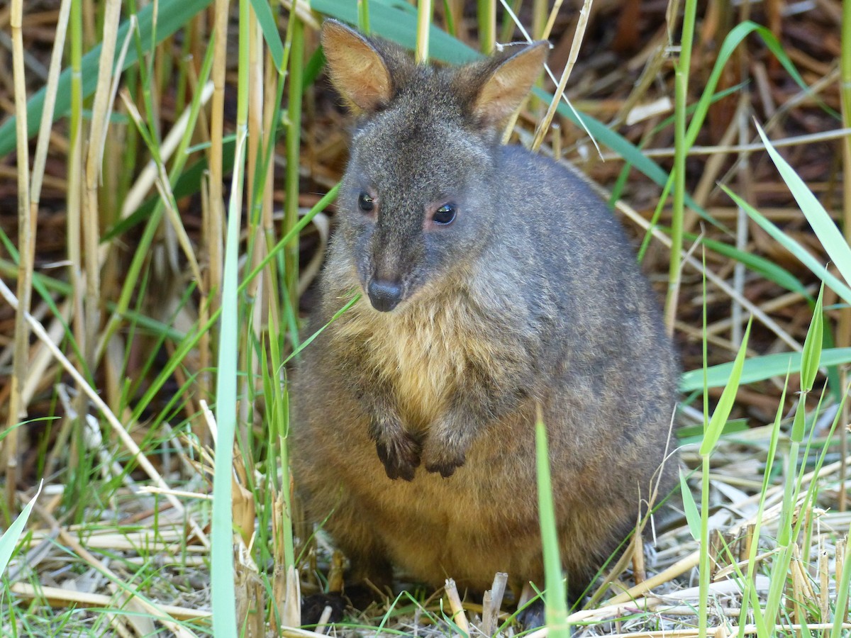 Mammals - ML645613700