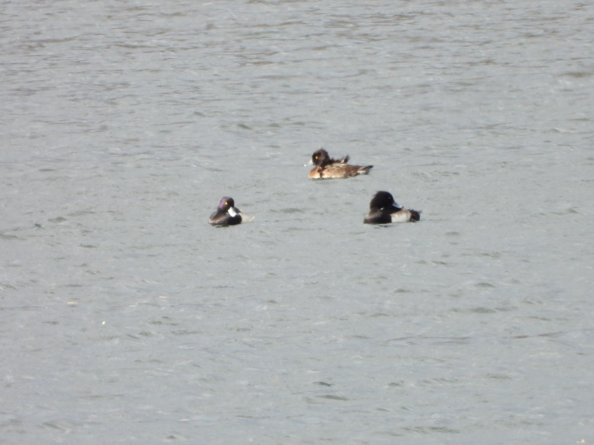 Tufted Duck - ML645613708