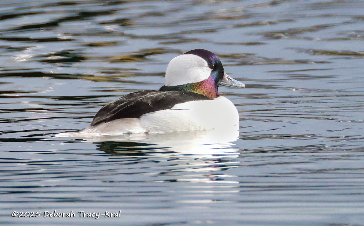 Bufflehead - ML645613718