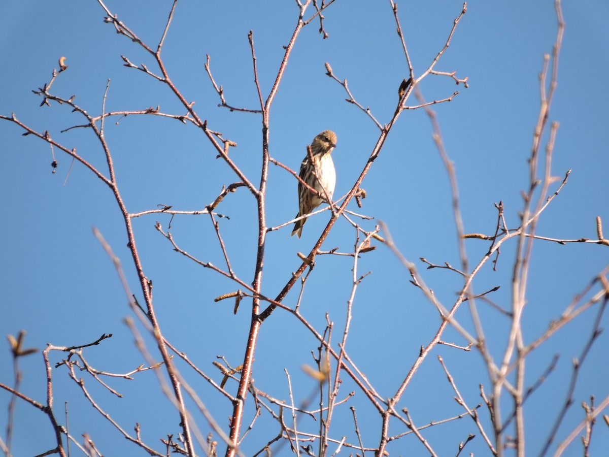 Pine Siskin - ML645613721