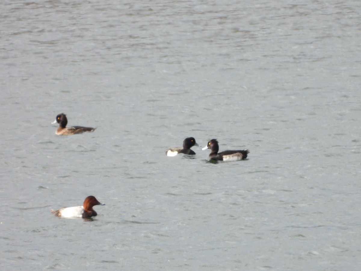 Tufted Duck - ML645613727