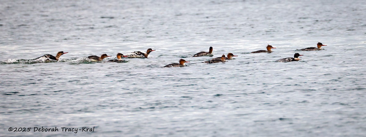 Red-breasted Merganser - ML645613729
