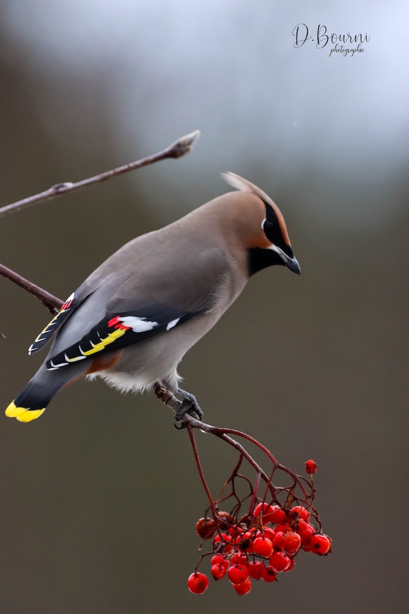 Ampelis Europeo - ML645613736