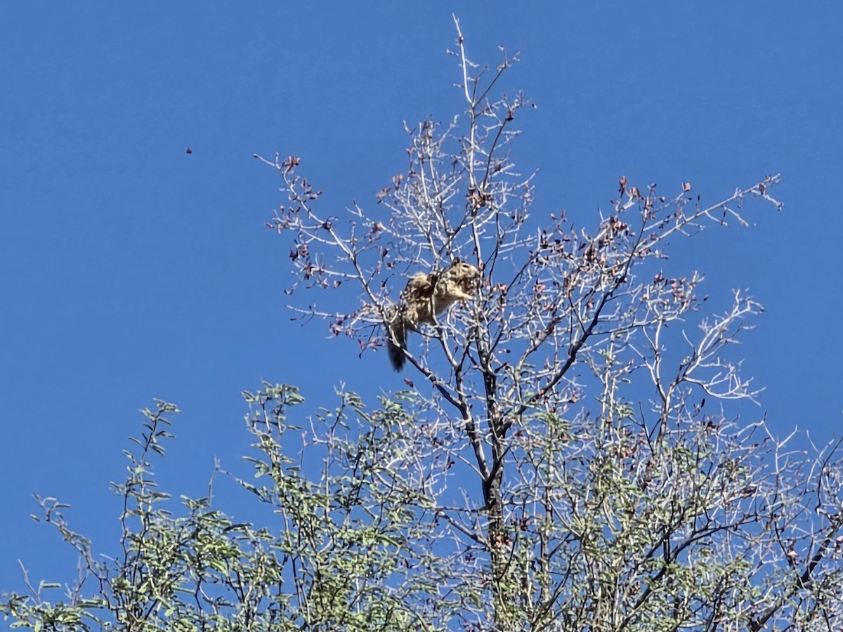 Animals - ML645613740