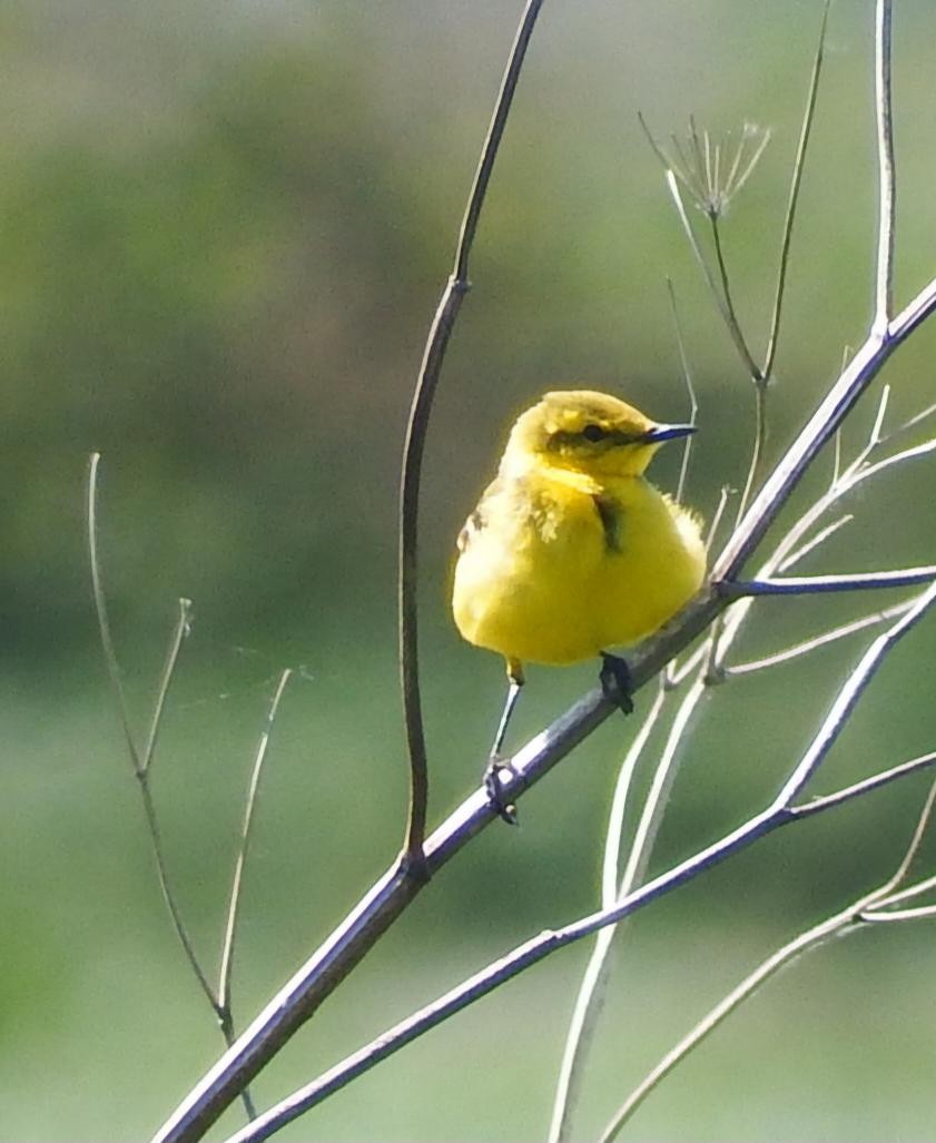 Өрнийн шар цэгцгий - ML645613748