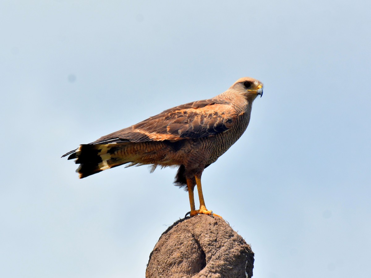 Savanna Hawk - ML645613760