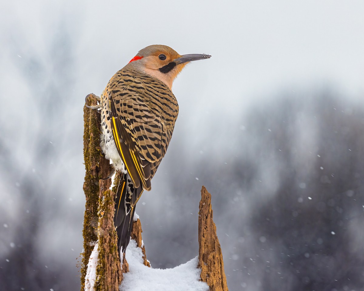 ハシボソキツツキ - ML645613771