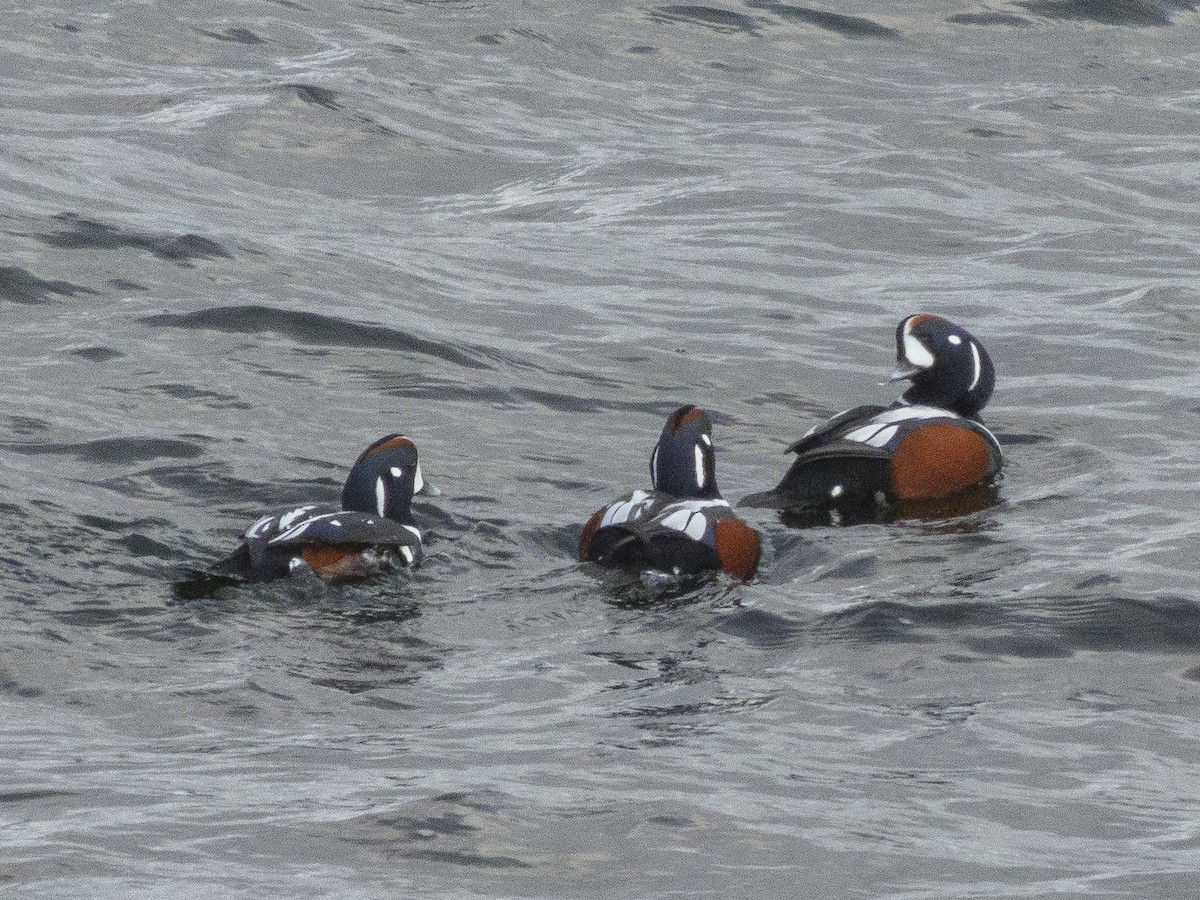 Ahate arlekina - ML645613772