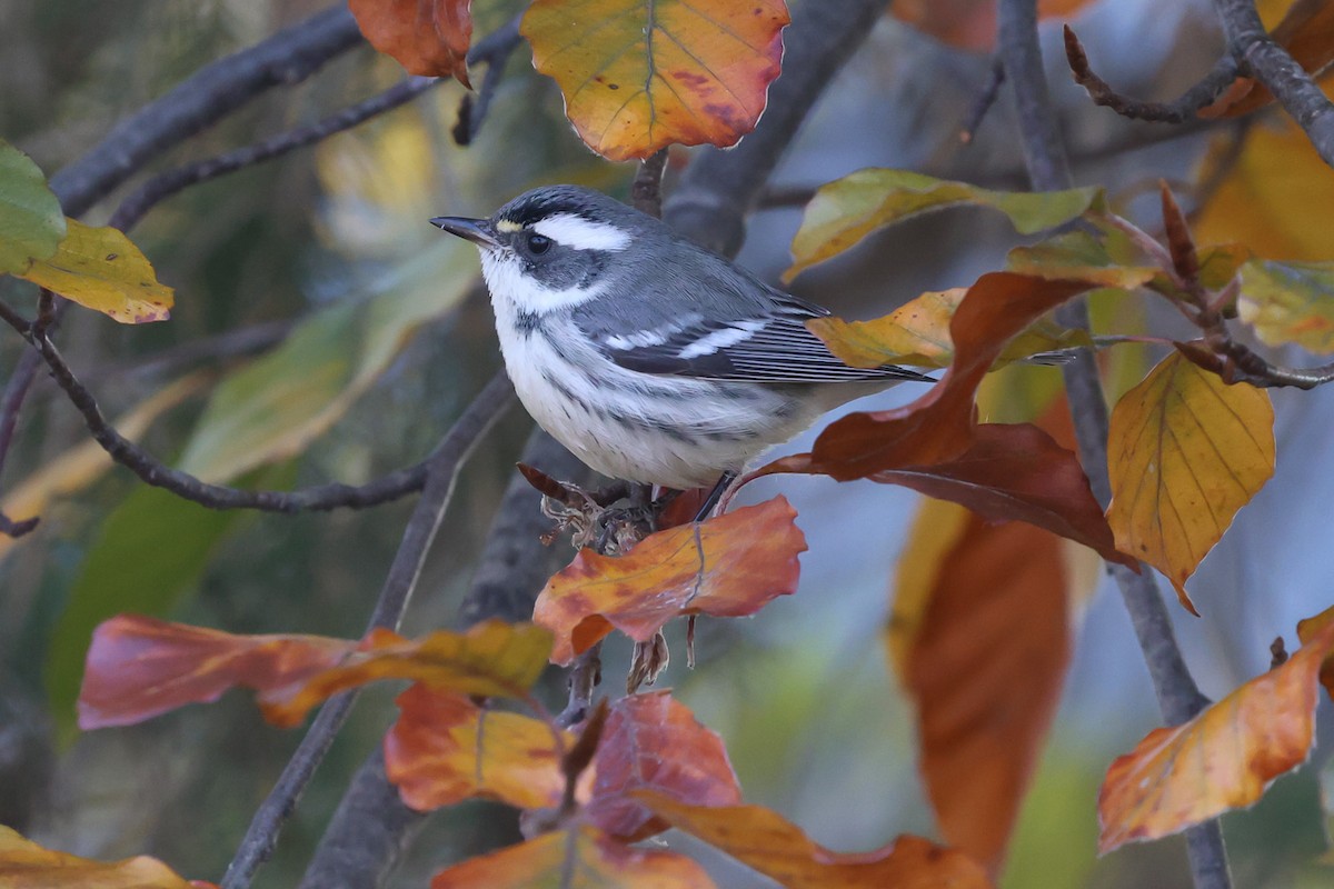 Paruline grise - ML645613784