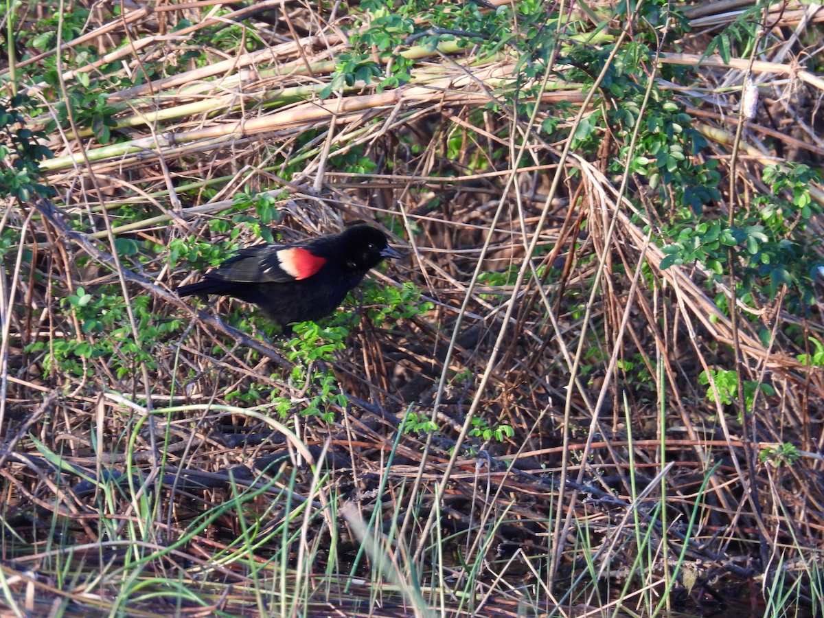 ハゴロモガラス - ML645613785