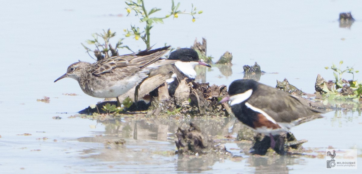 Sharp-tailed Sandpiper - ML645613792