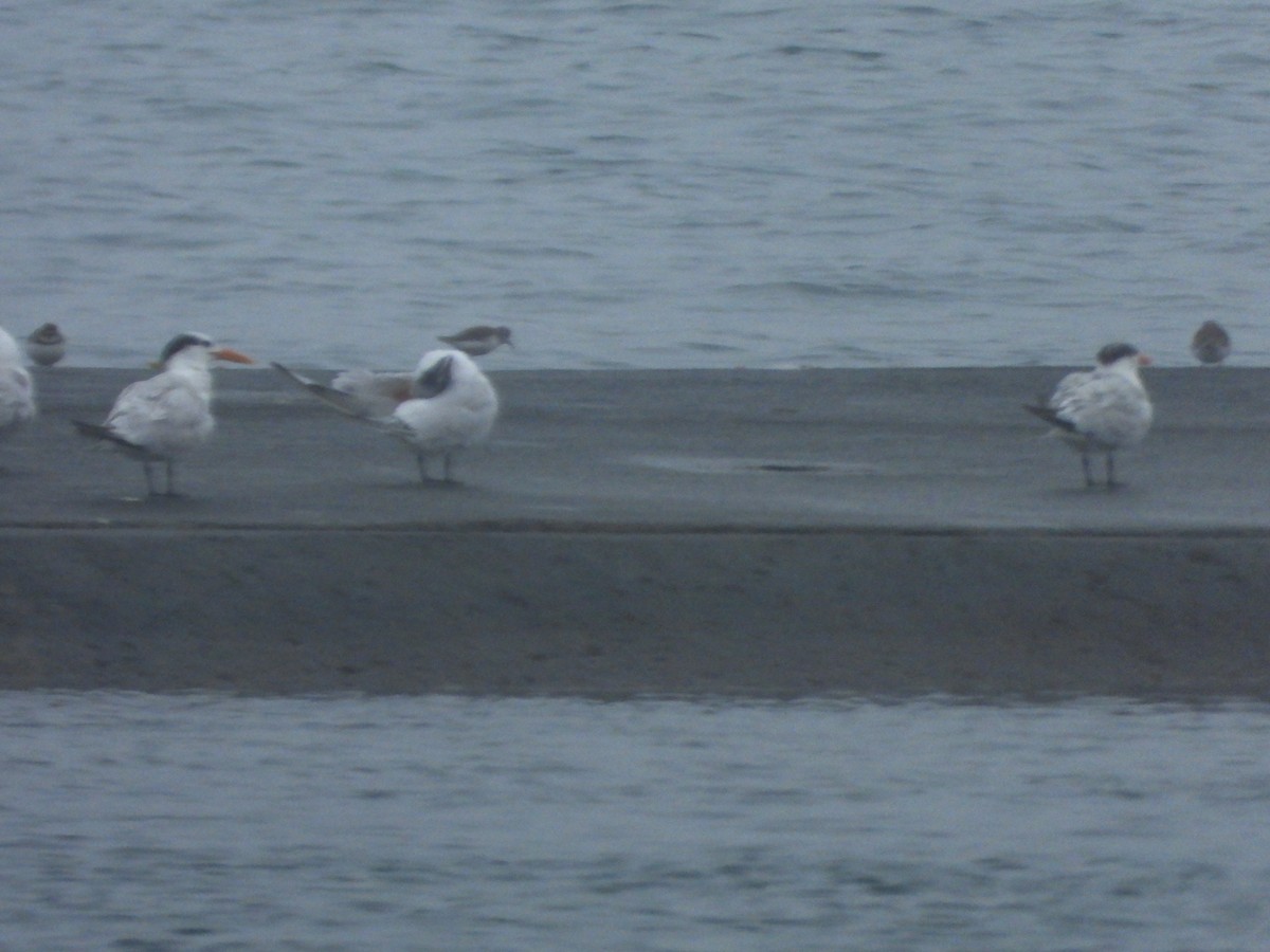 Txirri arrunta - ML645613798