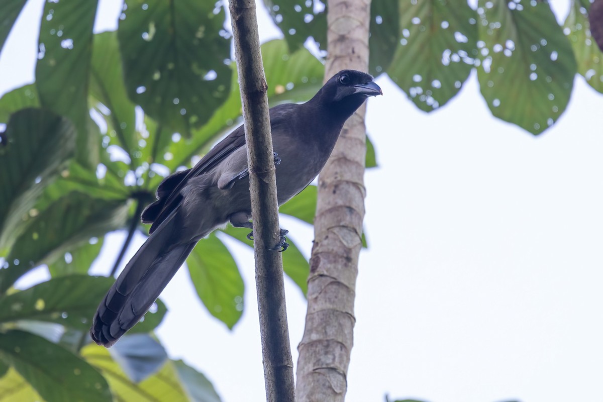 Brown Jay - ML645613807