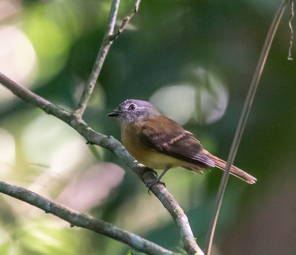 Tawny-chested Flycatcher - ML645613814