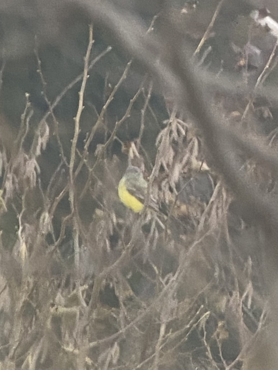 Western Kingbird - ML645613816