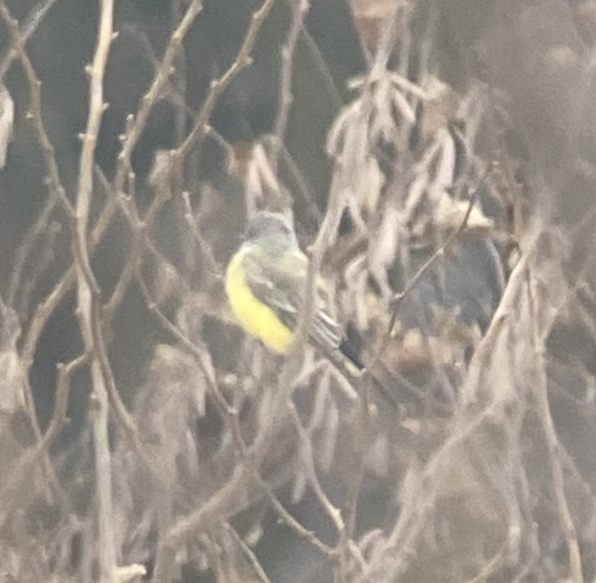 Western Kingbird - ML645613819