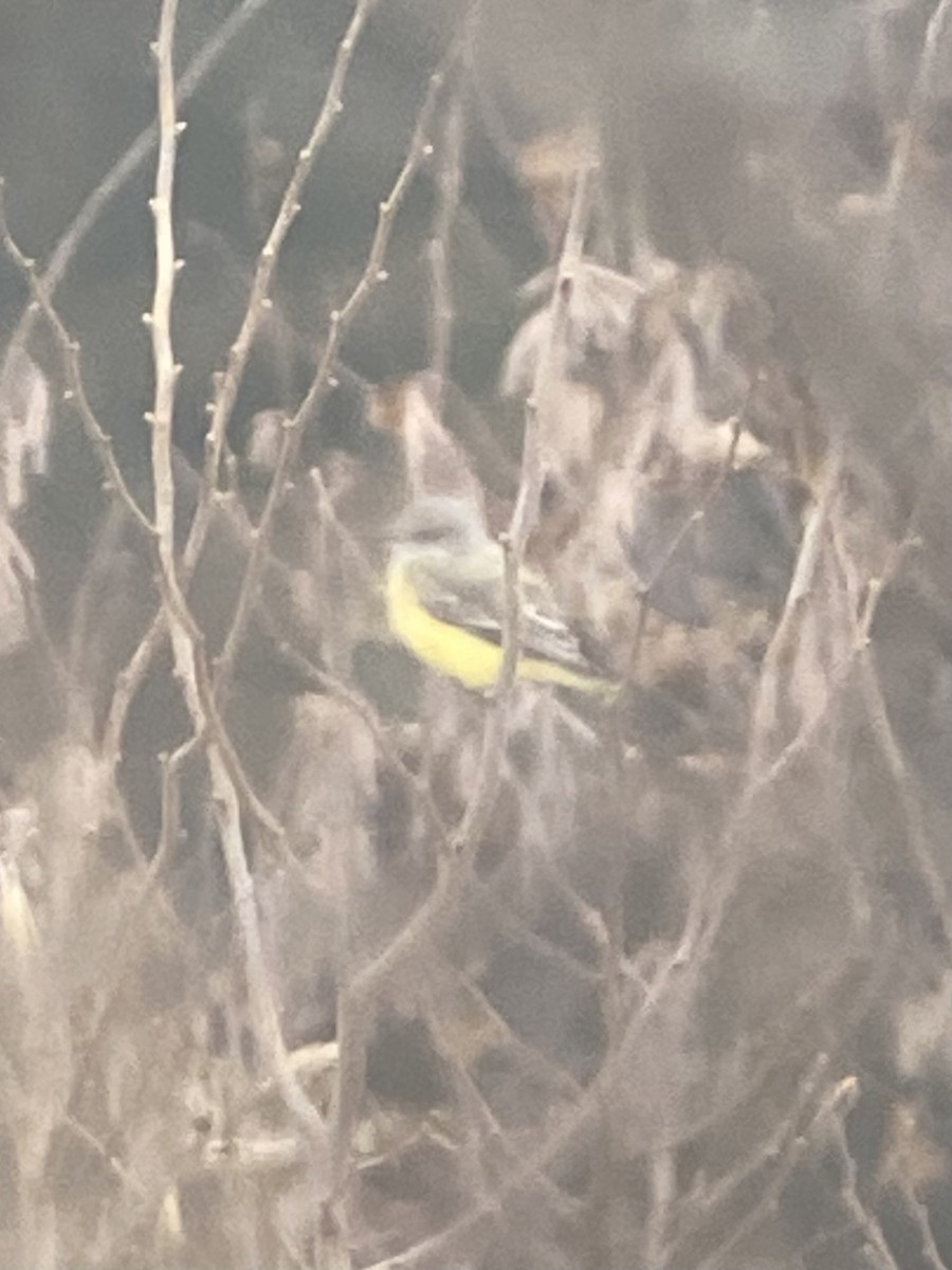 Western Kingbird - ML645613820