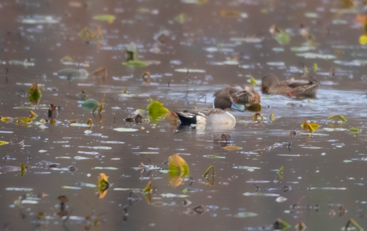 Northern Pintail - ML645613821