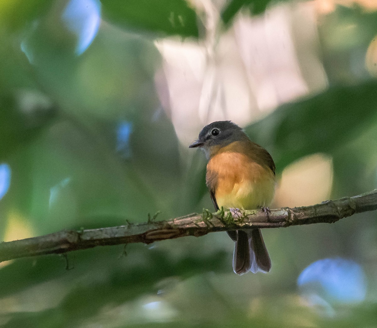 Tawny-chested Flycatcher - ML645613823
