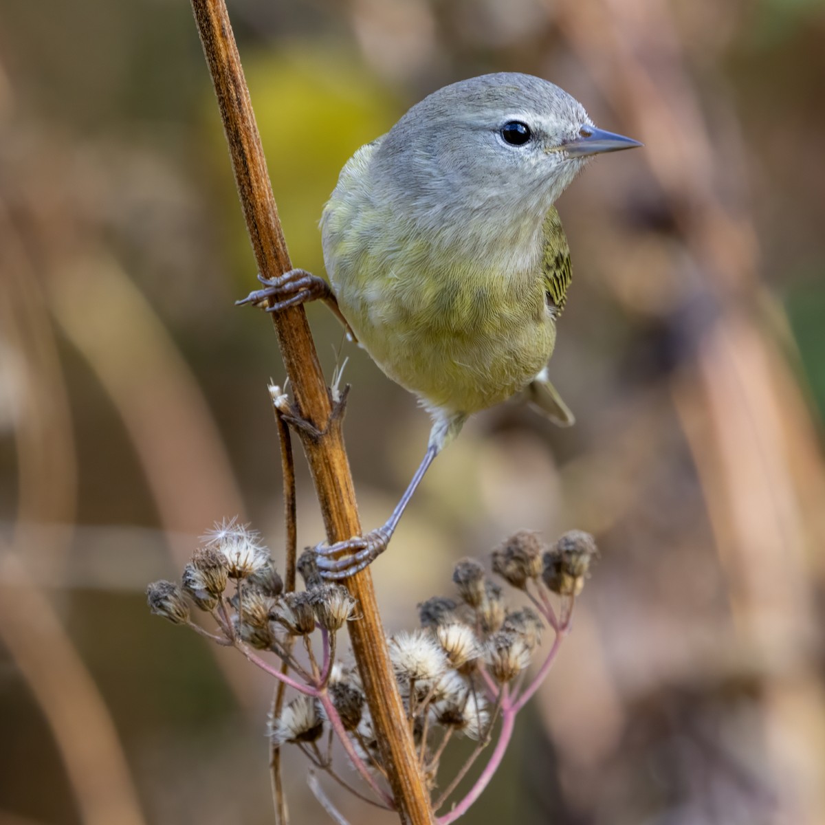 Orange-crowned Warbler - ML645613829