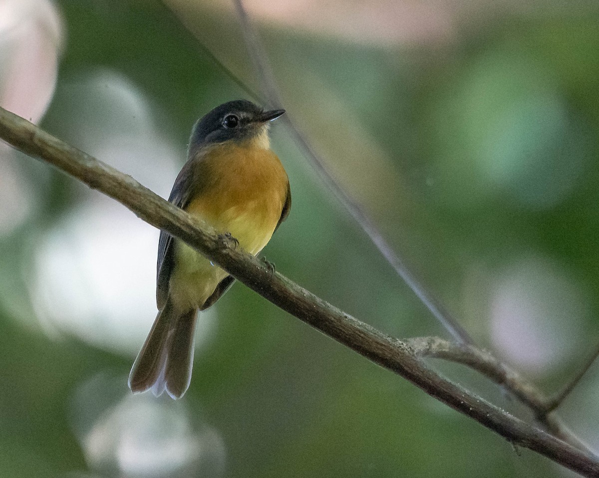 Tawny-chested Flycatcher - ML645613831