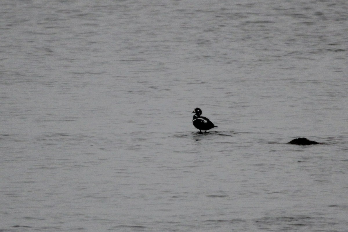 Harlequin Duck - ML645613837