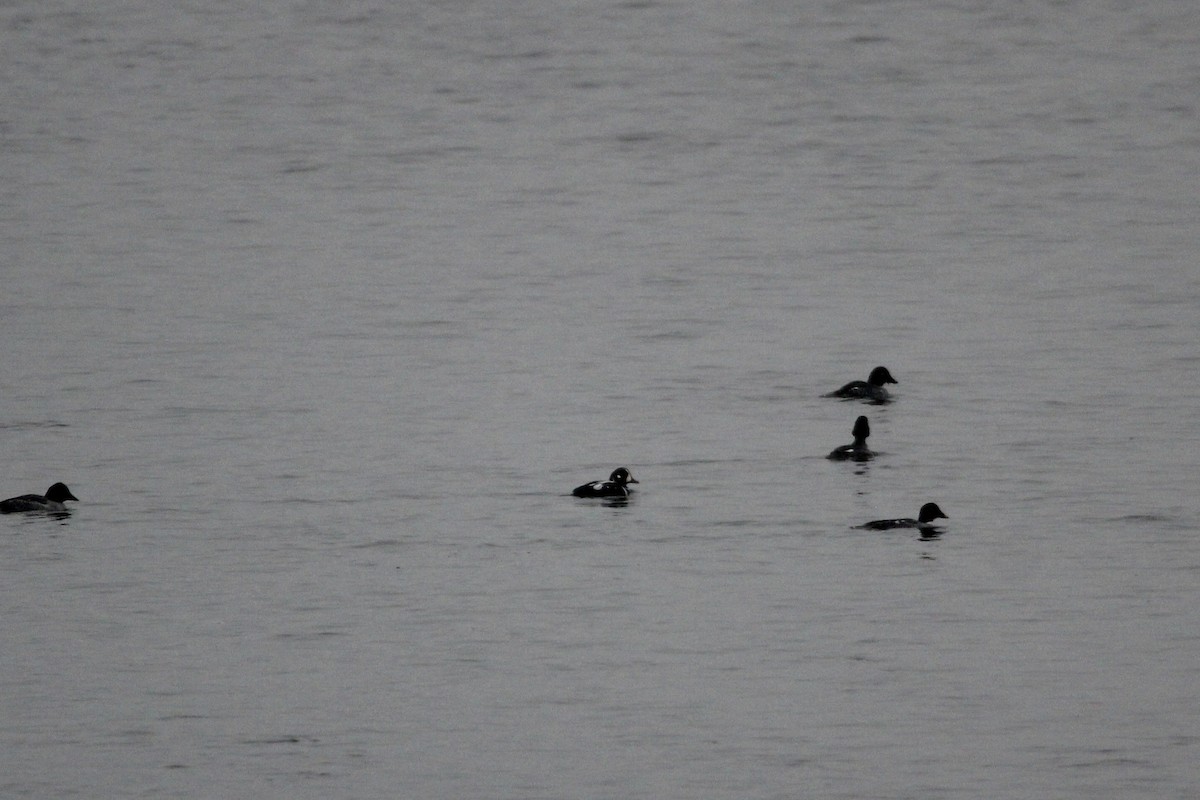 Harlequin Duck - ML645613838