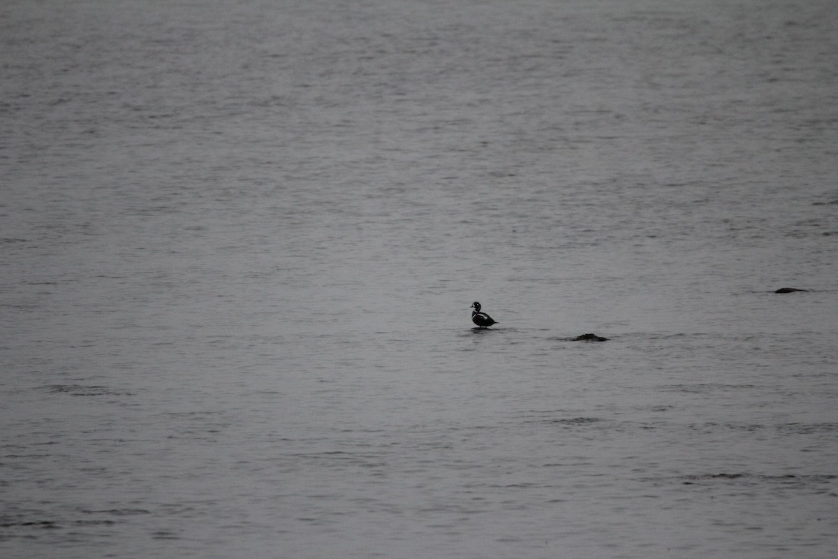 Harlequin Duck - ML645613839