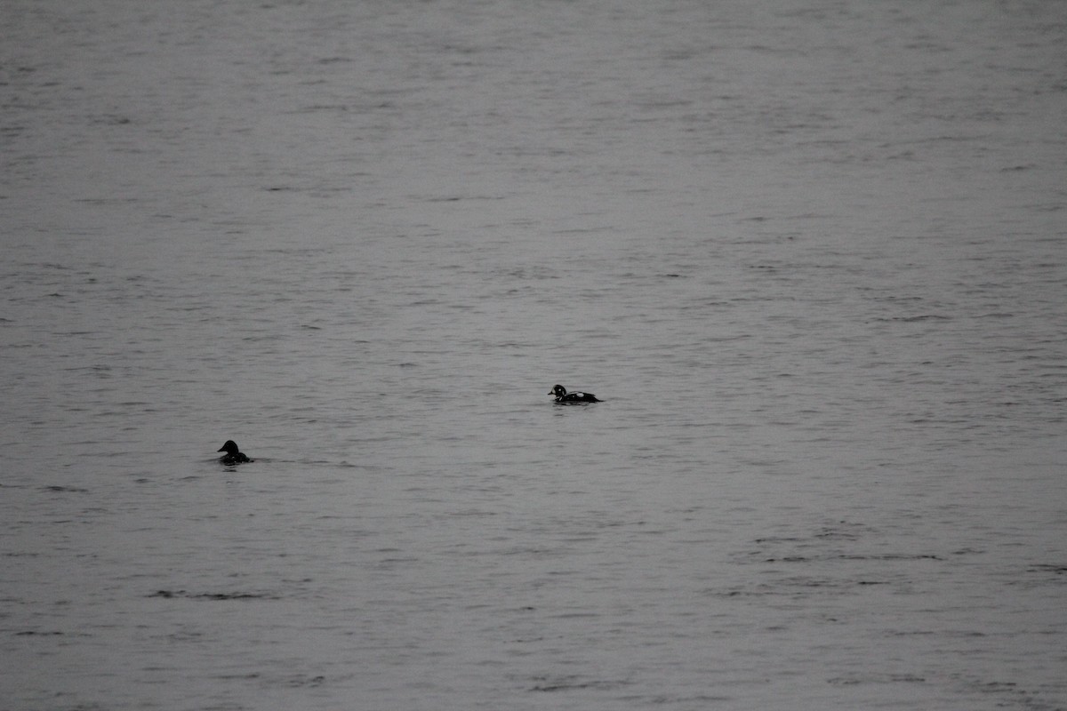 Harlequin Duck - ML645613840