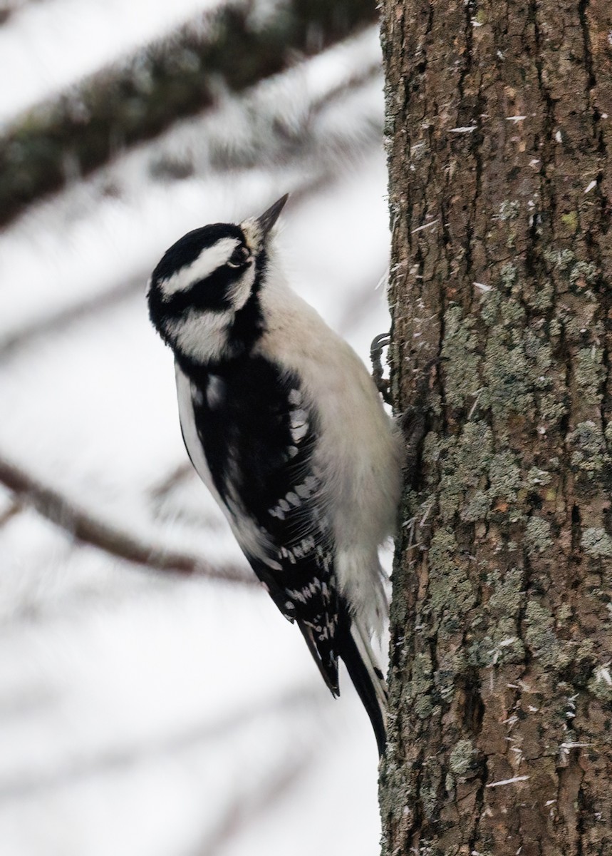 Downy Woodpecker - ML645613841