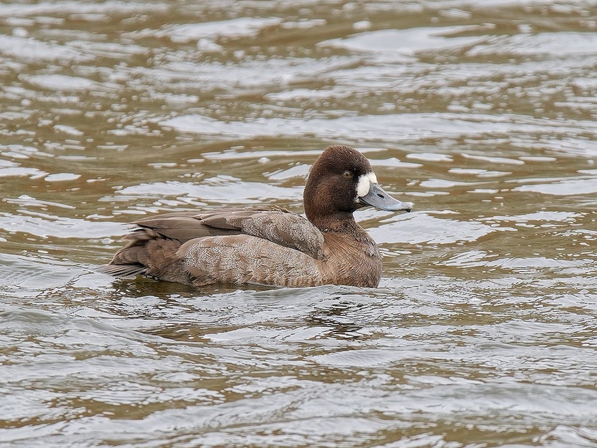 Lesser Scaup - ML645613852