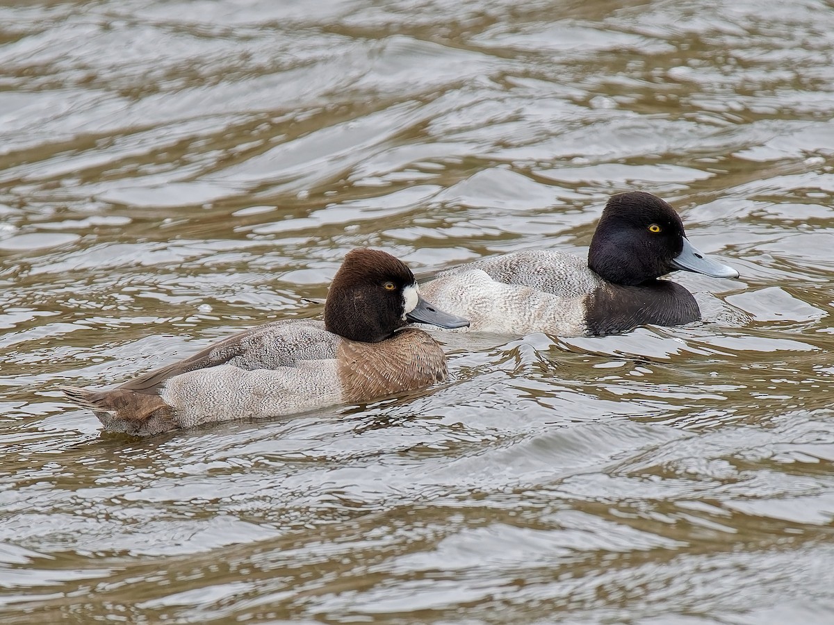 Lesser Scaup - ML645613853