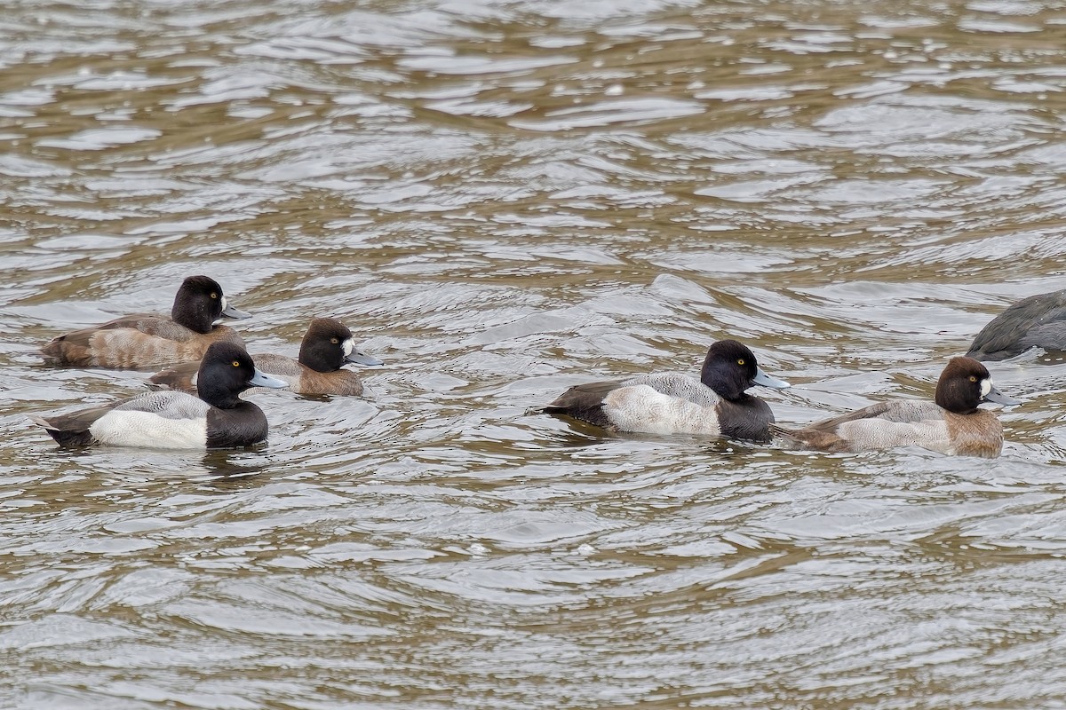 Lesser Scaup - ML645613854