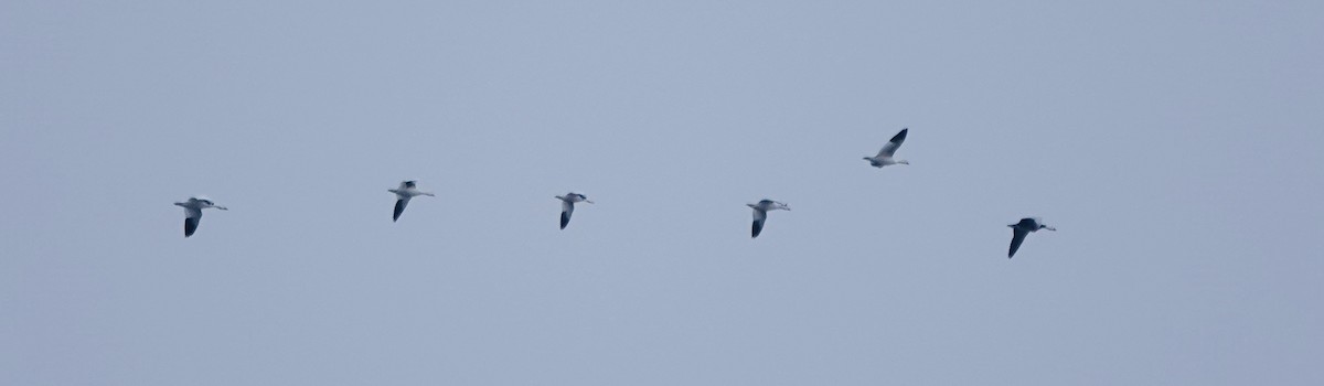 Snow Goose - ML645613855