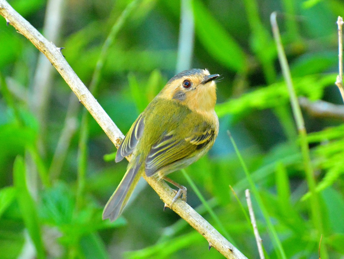 Ochre-faced Tody-Flycatcher - ML645613857