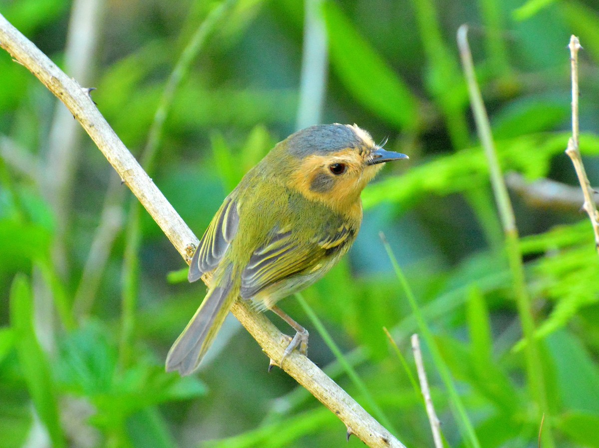 Ochre-faced Tody-Flycatcher - ML645613858