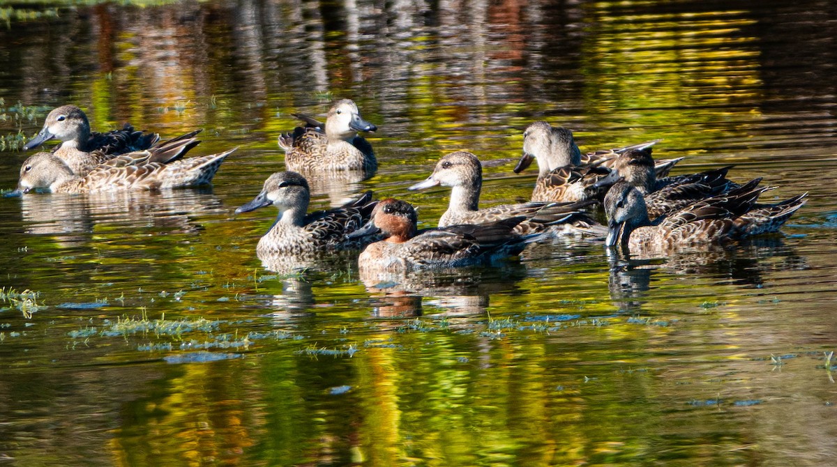 Green-winged Teal - ML645613859