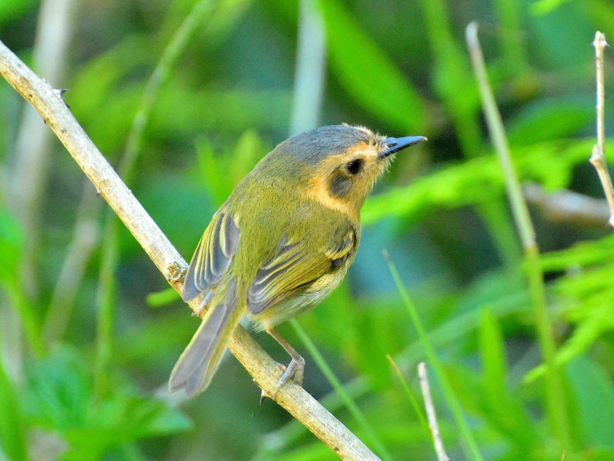Ochre-faced Tody-Flycatcher - ML645613860