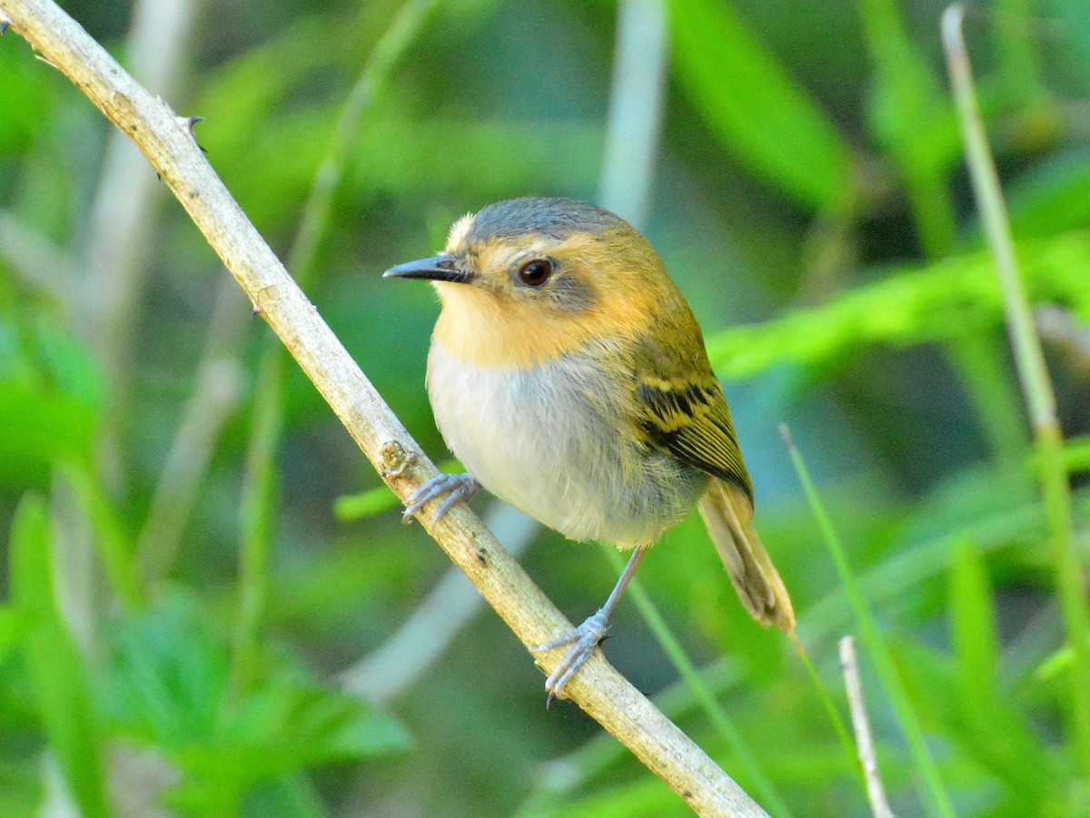 Ochre-faced Tody-Flycatcher - ML645613861