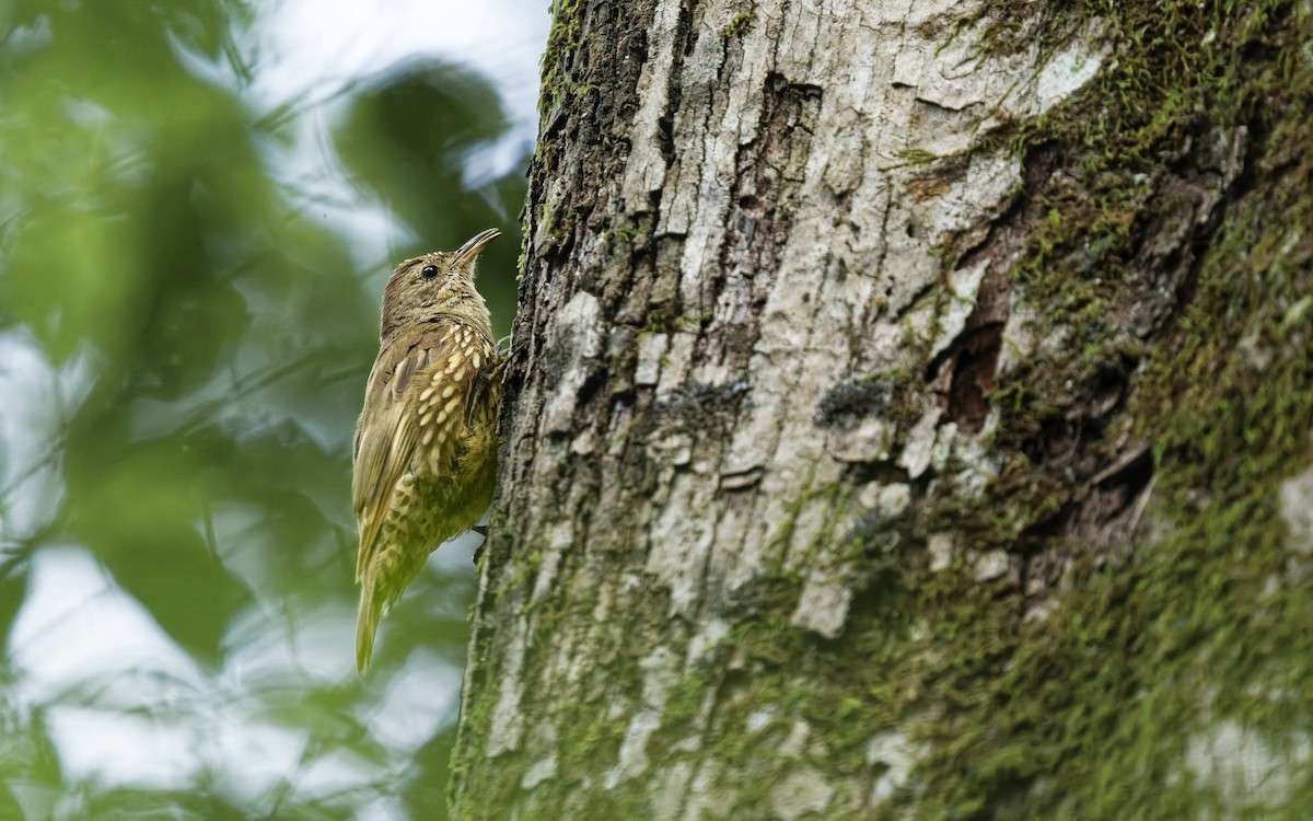 White-throated Treecreeper - ML645613862