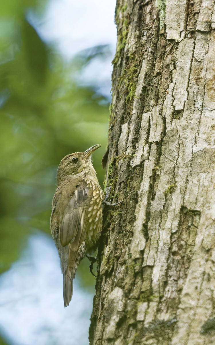 White-throated Treecreeper - ML645613863