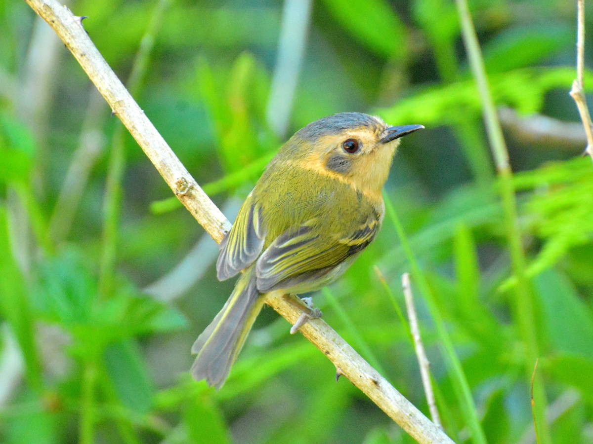 Ochre-faced Tody-Flycatcher - ML645613864